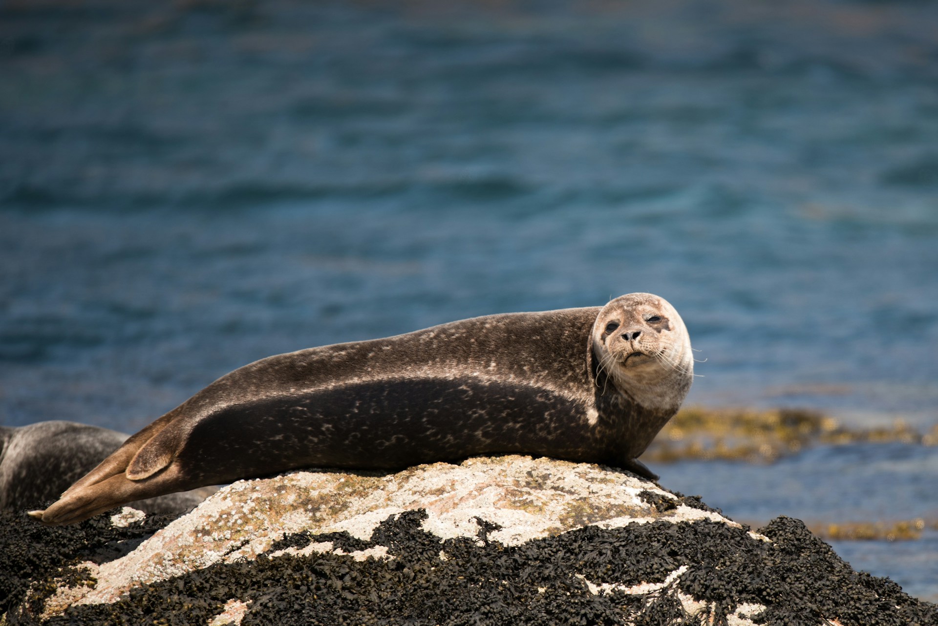 Seal lying on rocks in Scotland