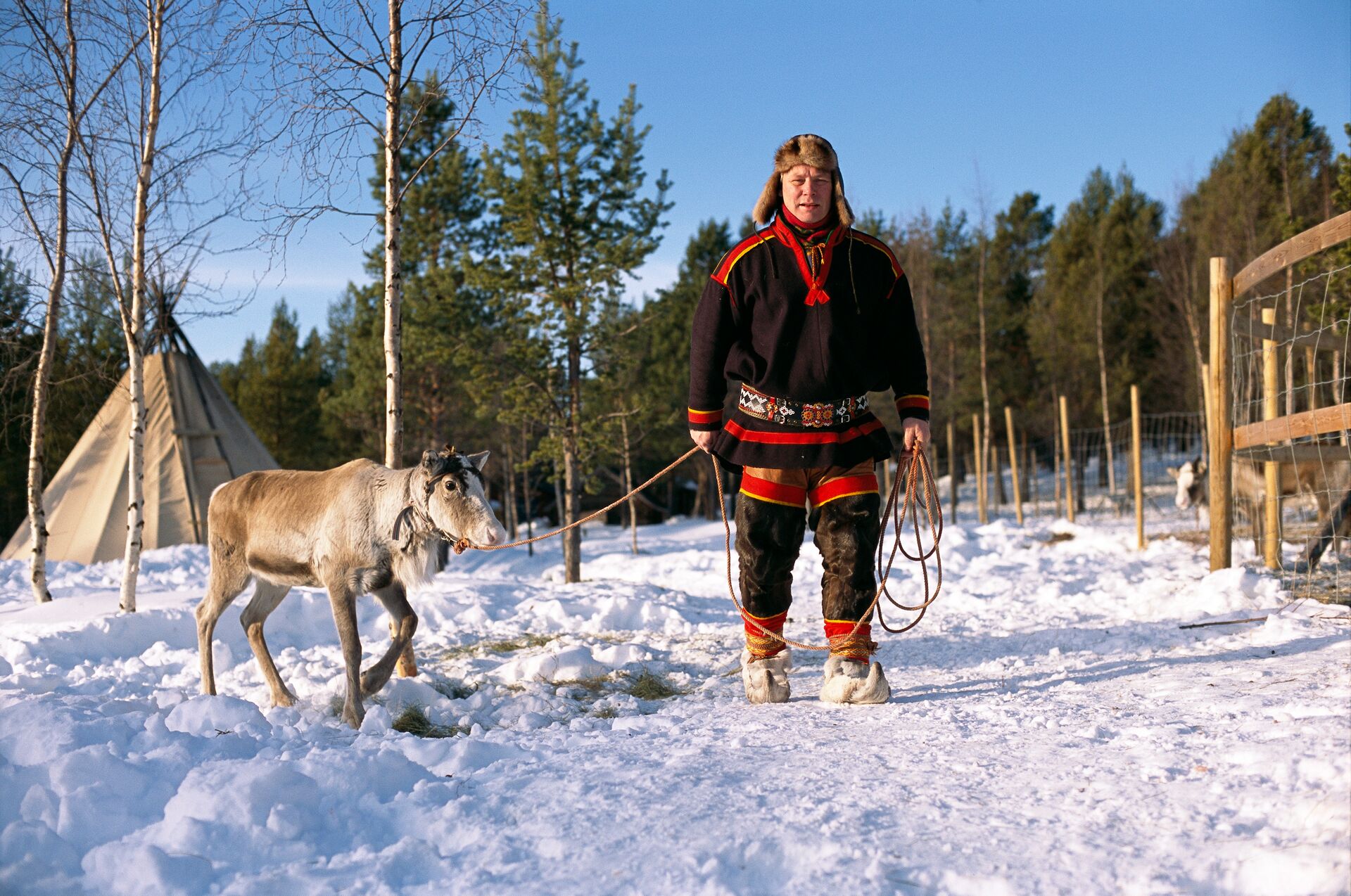 A Sami reindeer breeder wearing traditional regalia, holding a reindeer on a lead, with pine trees and a teepee-style shelter in the background