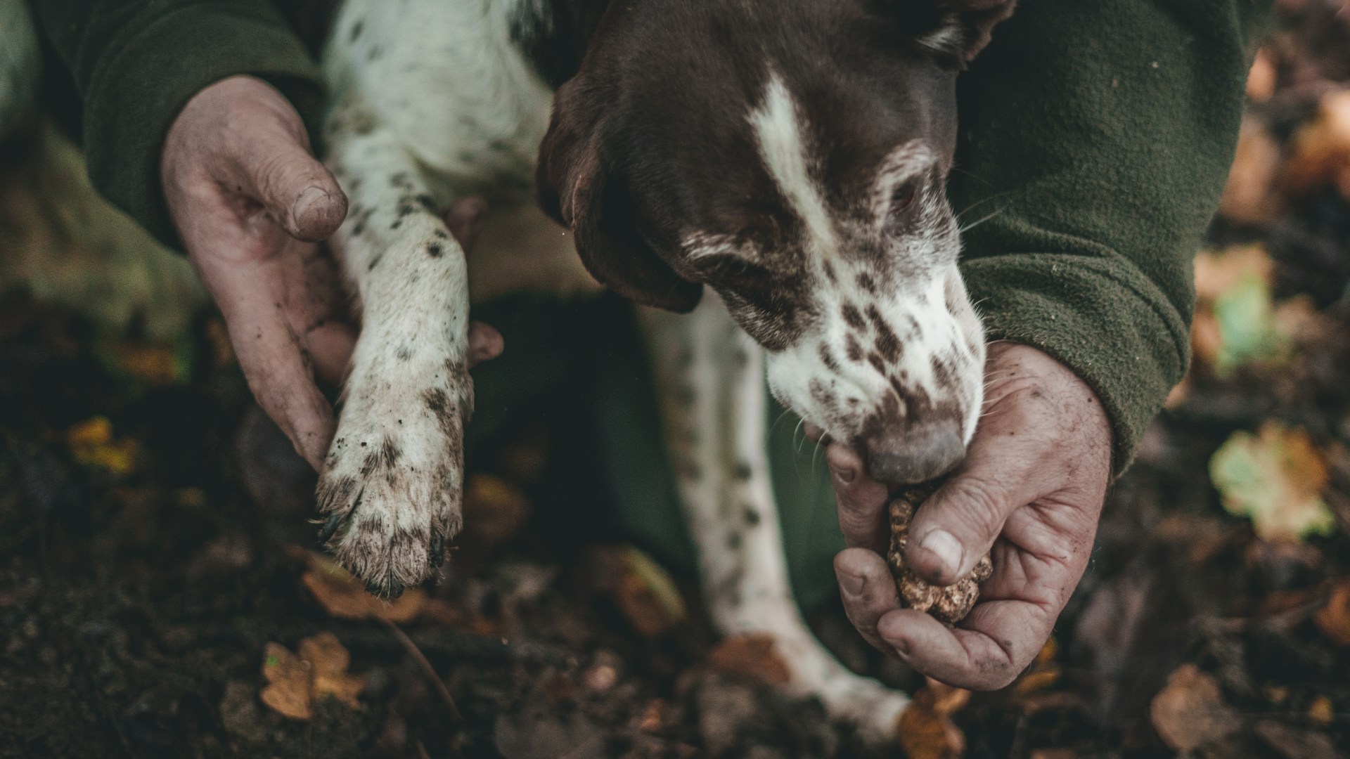 Close up of a truffle hunting dog sniffing a man's hand