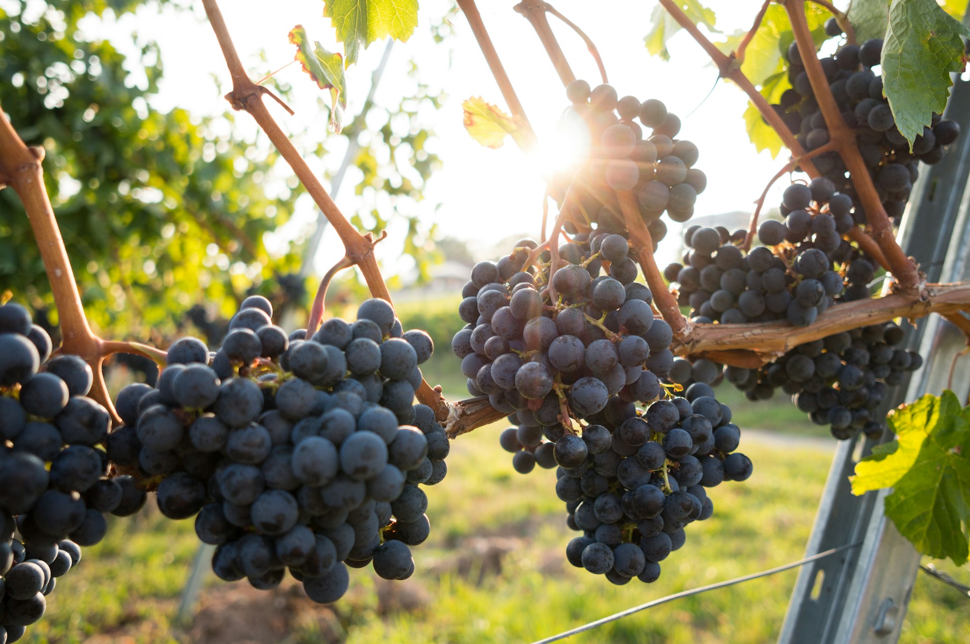 Bunches of red grapes on a vine in the sun 