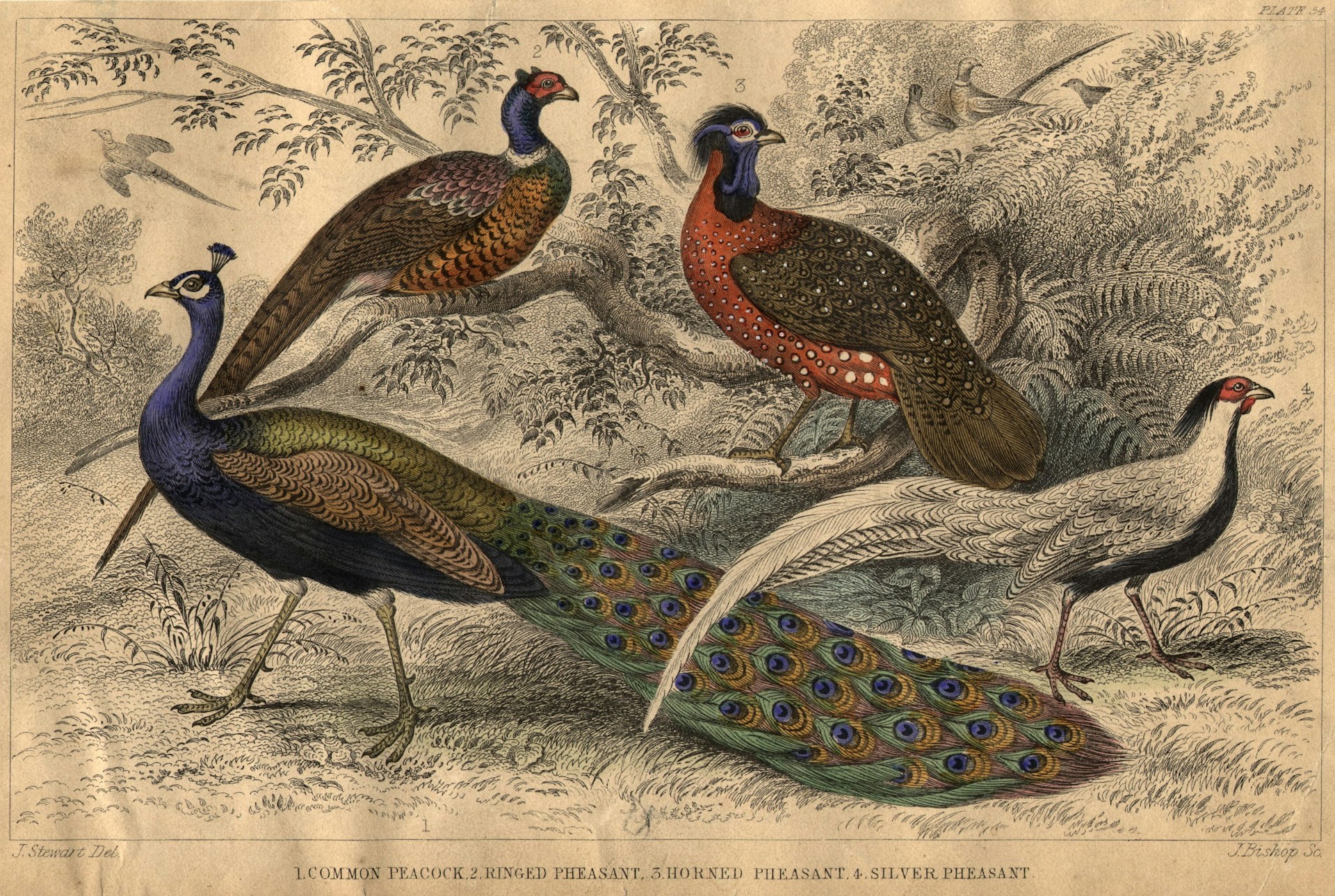 Victorian illustration of peacocks and pheasants