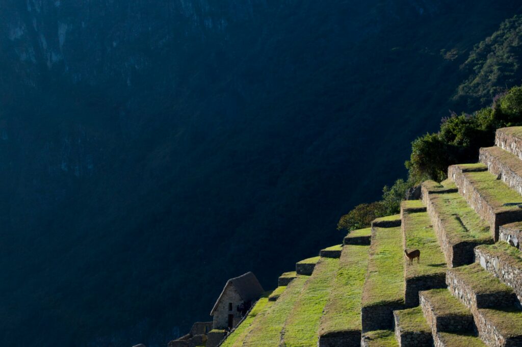 Photo of an alpaca standing on the terraces of Machu Picchu