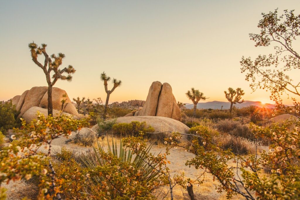 Blooming wildflowers, joshua trees and sculptural rocks, photographed in the orange-tinted light of sunset in Joshua Tree National Park