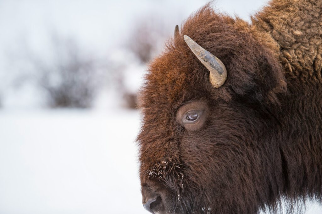 Close up of American bison looking into the camera against a snowy backdrop