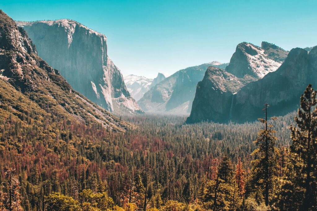 Valley view of Yosemite National Park, looking down the valley, over the tree line - a blend of green and gold, flanked by steep-sided granite cliffs 