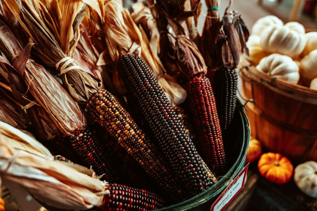 Photo of a bucket of dried coloured maize (corn) 