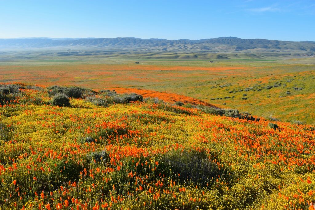A carpet of orange poppies covers an open landscape, stretching towards mountains in the distance