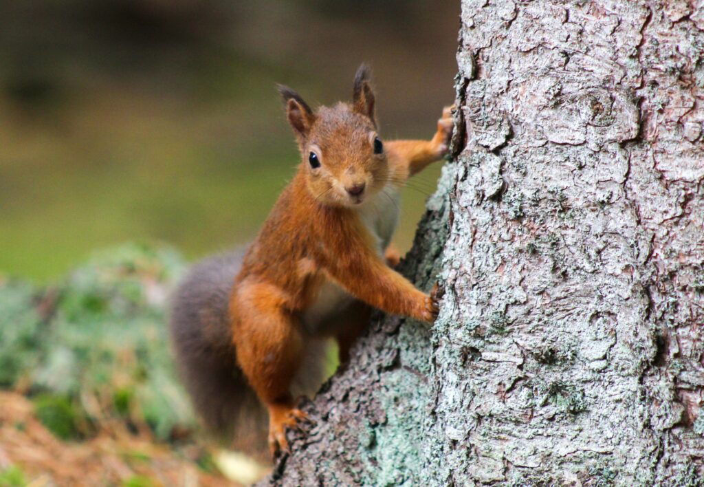 close up of a red squirrel, standing against a tree trunk