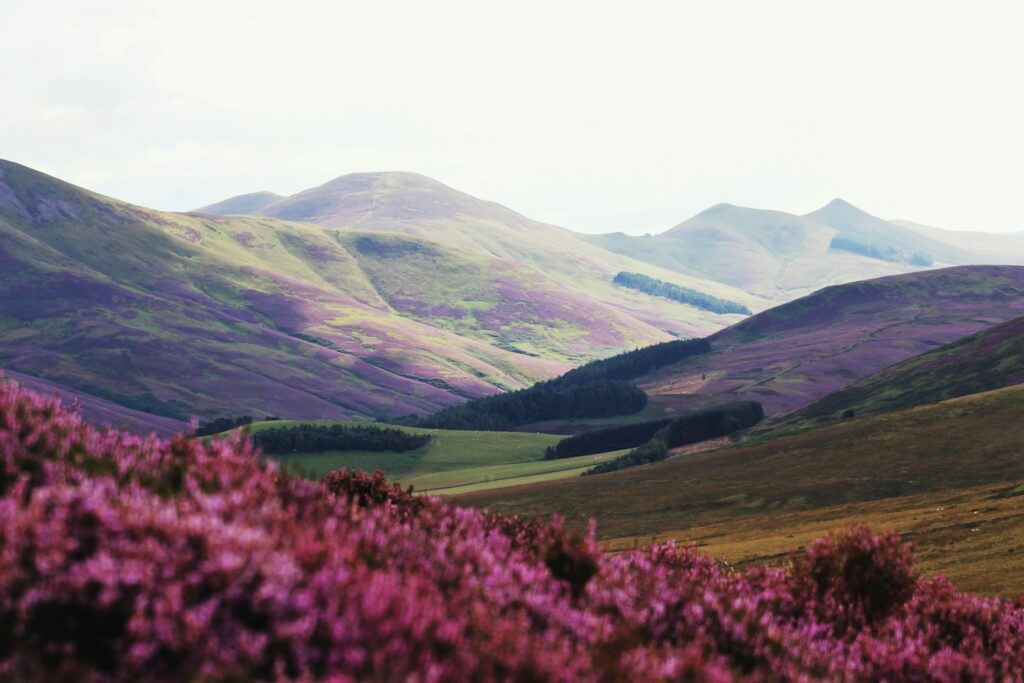 Hilly landscape in Scotland, covered in pink heather