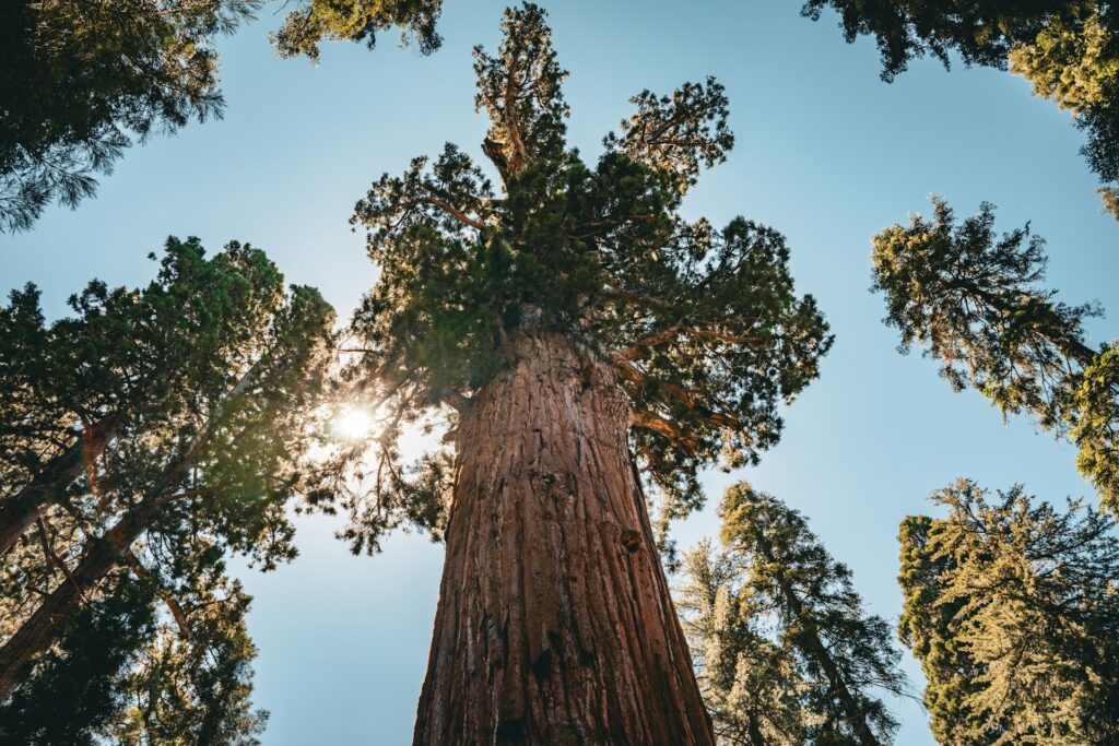 Looking up at a giant redwood tree, with blue sky above a green canopy