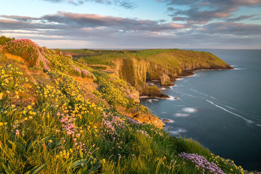 Wildflowers bloom as cliffs stretch out into the sea