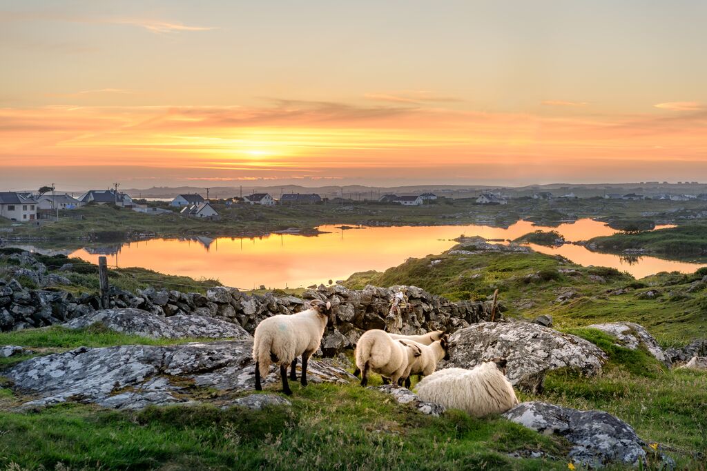 Sheep at sunset in Ireland