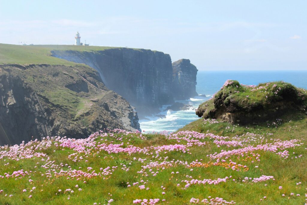 view of coastal cliffs, with grass and pink flowers