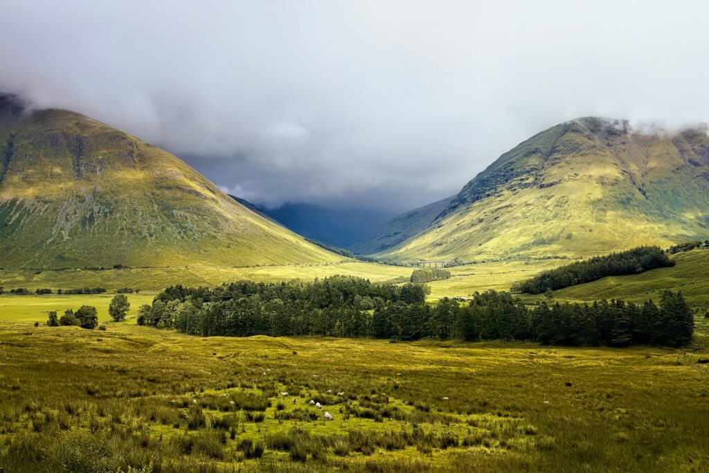 View of Glencoe's green landscape, with sheep in the foreground