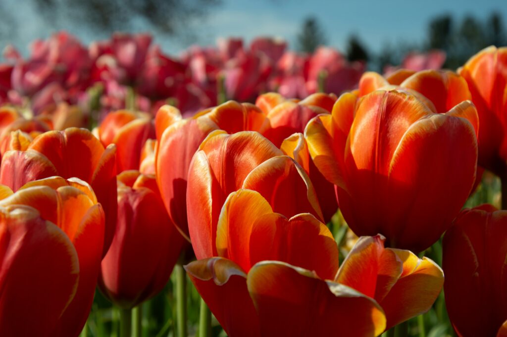 Bright orange tulips fill the pictures, shining in the sun