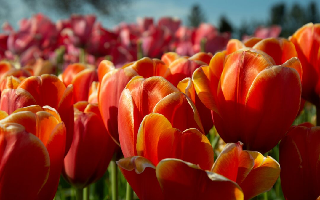 The Million-Euro Fleamarket: Why The Netherlands’ King’s Day is a Sell-Out