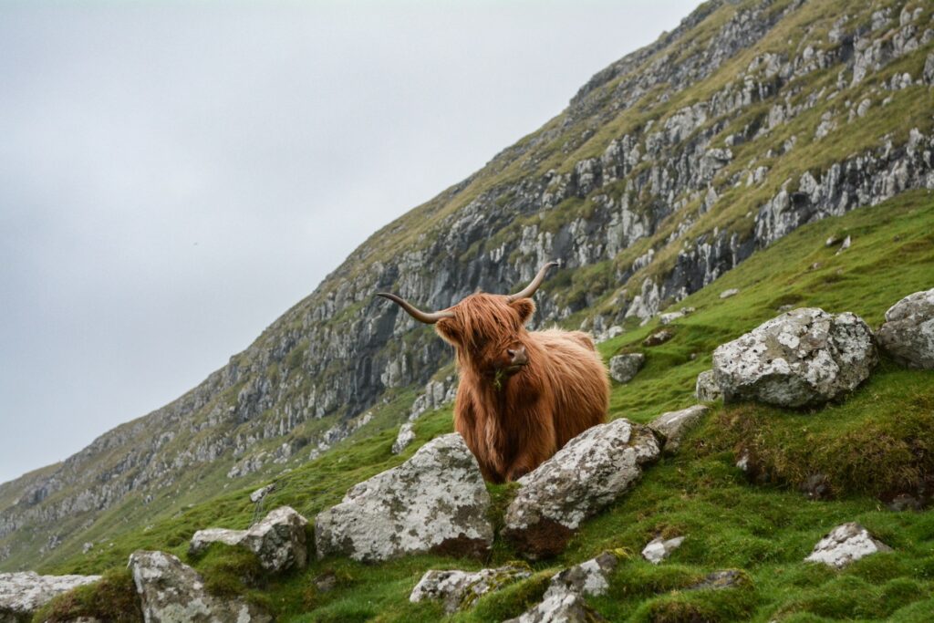 Highland cow standing on a hillside, looking towards the camera