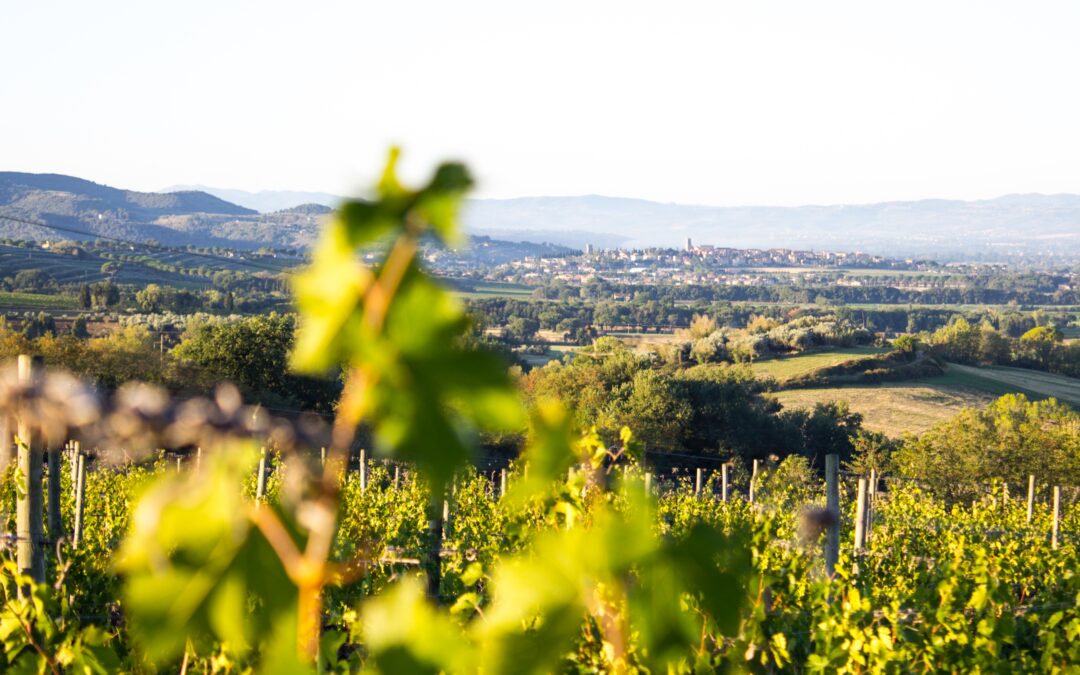 Grape Expectations: Meet the Wine-Making Women of Umbria