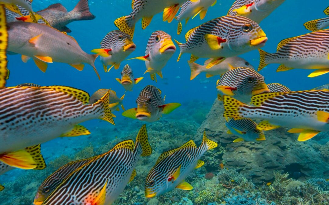 8 Places to Support Marine Life Conservation On Your Travels