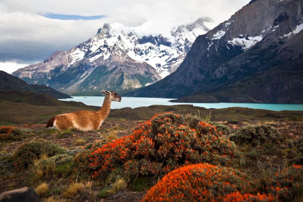 Mountains in Torres del Paine National Park with a llama in front
