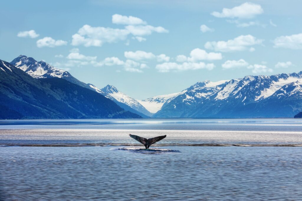 A whales tail in the Alaskan ocean with mountains behind