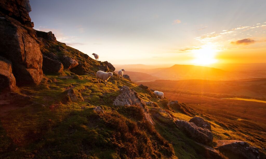 A mountain with sheep in the Brecon Beacons National Park in Wales