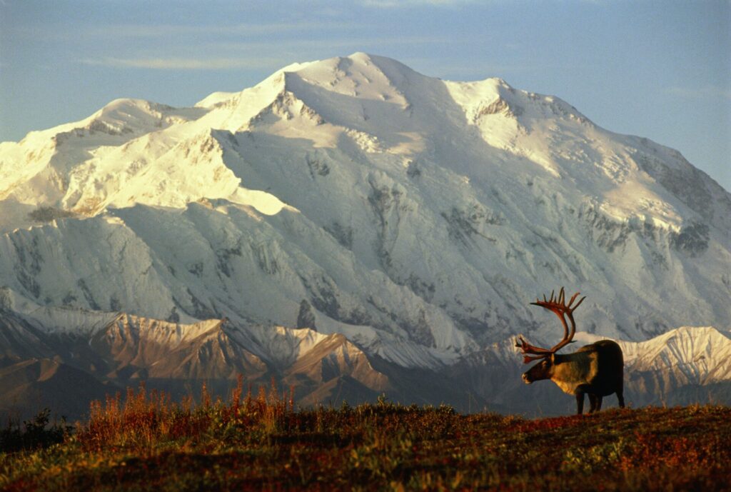 A Caribou stands on autumn grassland with a snow covered mountain behind in Alaska