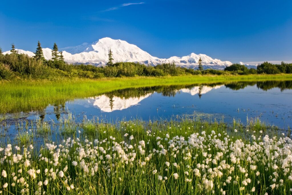Mount Delali in Alaska is reflected in a large lake with wildflowers and sunshine.