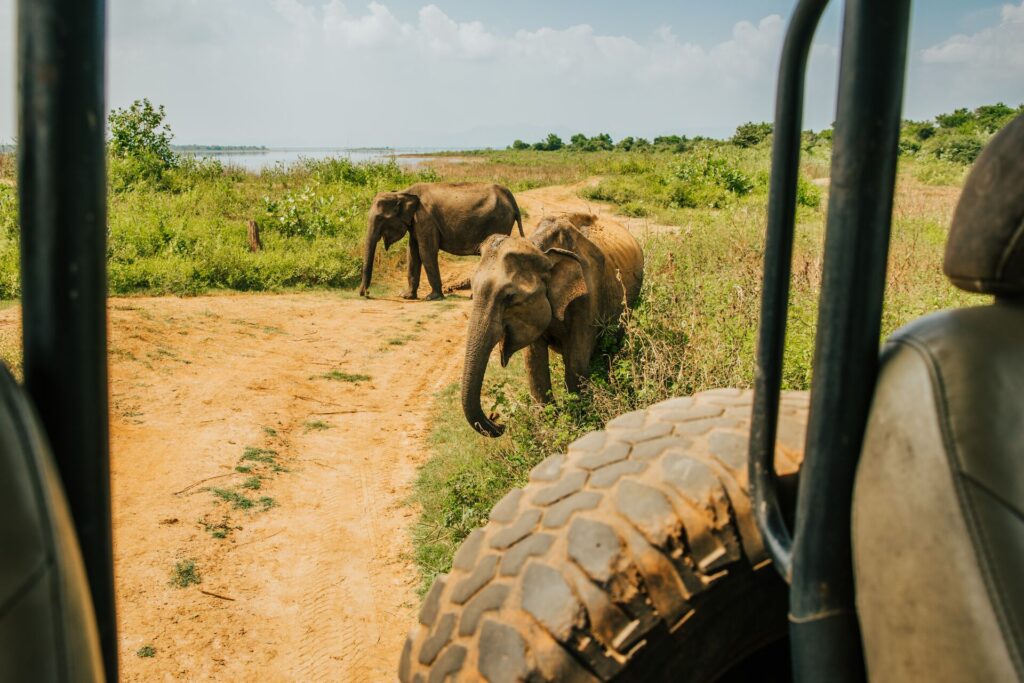 elephants outside a vehicle on safari