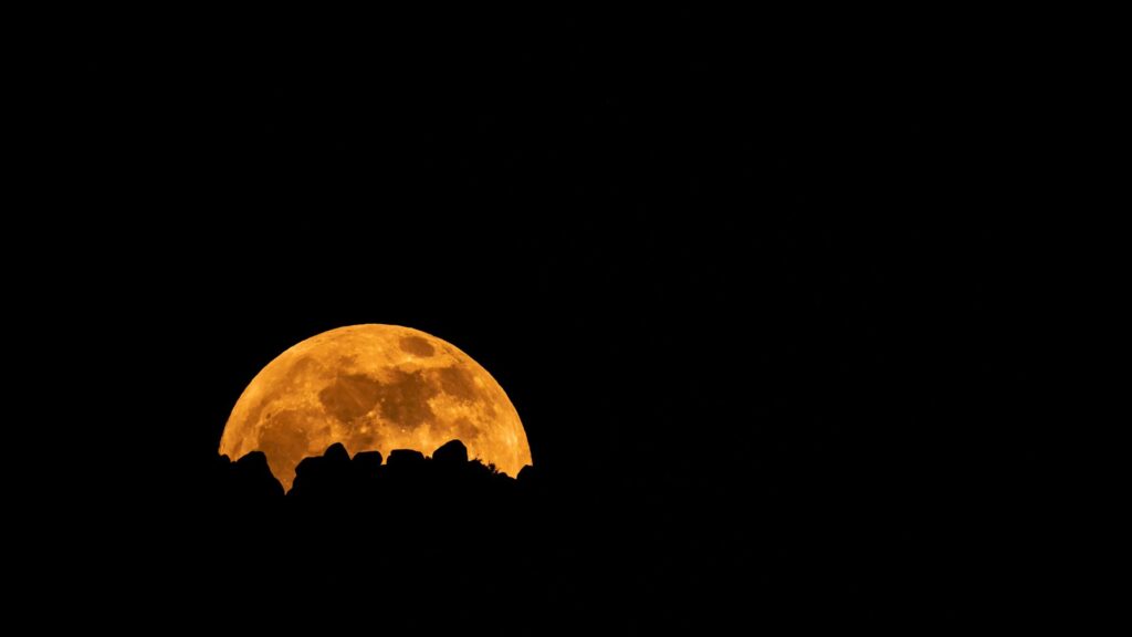 harvest moon