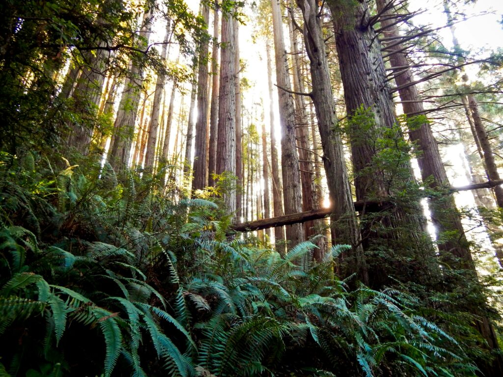 Fallen tree amidst green foliage in Redwood National Park
