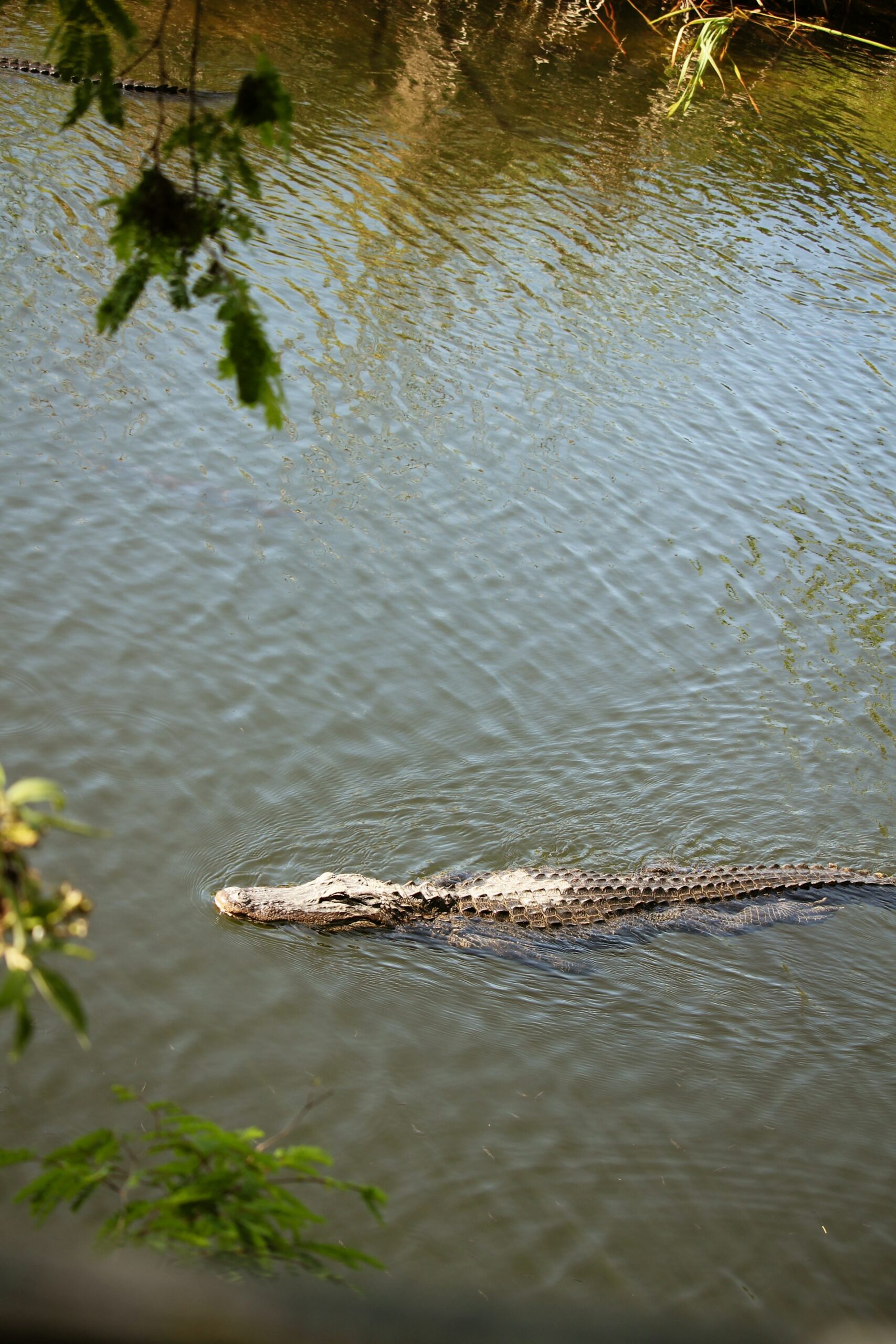 a close up shot of a brown bear’s face, with shaggy brown fur
