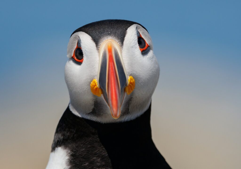 Puffin looking directly at camera